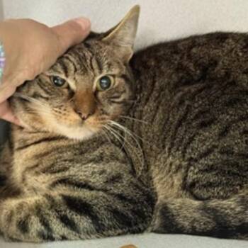 Domestic Short Hair Cats Available for Adoption in New York, New York - Walnut Butter | PetCurious