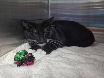 Hanks -  Domestic Short Hair Cat Available for Adoption - Hanks | PetCurious