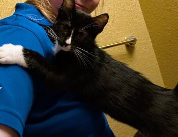 Vaporeon -  Domestic Short Hair Cat for Adoption in Lafayette, Colorado - Vaporeon | PetCurious