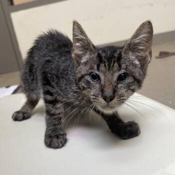 Mark -  Domestic Short Hair Cat for Adoption in Lynchburg, Virginia - Mark | PetCurious