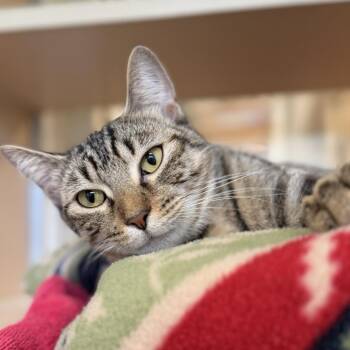 Waffles -  Domestic Short Hair Cat for Adoption in Chesapeake, Virginia - Waffles | PetCurious