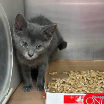 Magic 26-06-149 -  Domestic Short Hair Cat for Adoption in Bastrop, Texas - Magic 26-06-149 | PetCurious