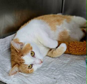 Jimmy -  Domestic Short Hair Cat for Adoption in New Castle, Pennsylvania - Jimmy | PetCurious