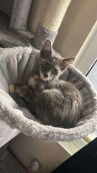 BELLE -  Dilute Tortoiseshell Cat for Adoption in Santa Ana, California - BELLE | PetCurious