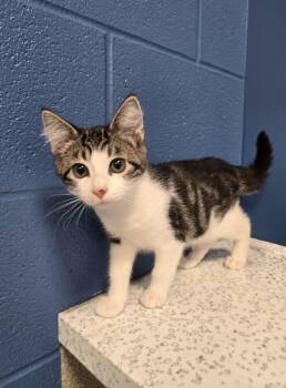 Phish Food -  Domestic Short Hair Cat for Adoption in Wellington, Kansas - Phish Food | PetCurious