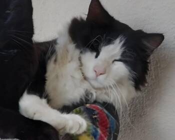Mittens -  Domestic Long Hair Cat for Adoption in Woodland, California - Mittens | PetCurious