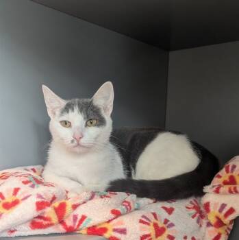 Rescue Domestic Short Hair Cats for Adoption in Leesburg, Virginia - LUNA | PetCurious