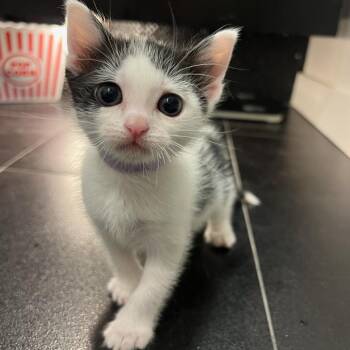 Domestic Short Hair Cats Available for Adoption in Pasadena, California - Oreo | PetCurious