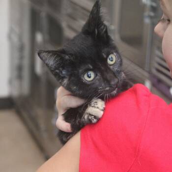 Toph -  Domestic Short Hair Cat for Adoption in Cleveland, Mississippi - Toph | PetCurious