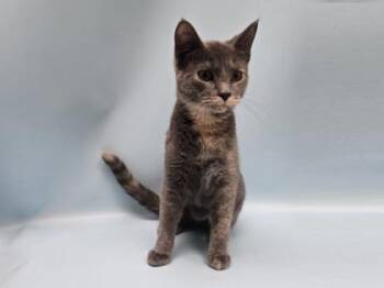 Sage -  Domestic Short Hair Cat for Adoption in Minneapolis, Minnesota - Sage | PetCurious