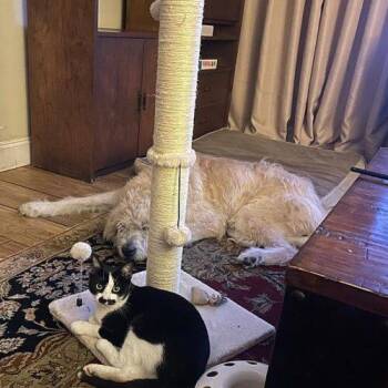 Dali -  Domestic Short Hair Cat for Adoption in Tampa, Florida - Dali | PetCurious