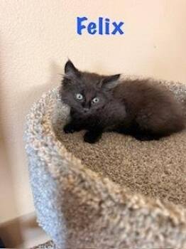 Felix -  Domestic Long Hair Cat for Adoption in Ruskin, Florida - Felix | PetCurious