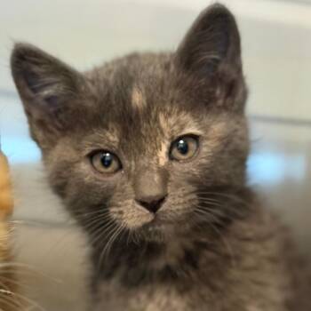 Kalispell -  Domestic Short Hair Cat Available for Adoption in Idaho Falls, Idaho - Kalispell | PetCurious