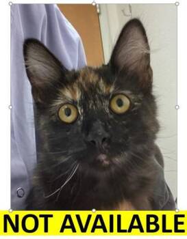 Rescue Domestic Medium Hair and Domestic Short Hair Cats for Adoption in Eugene, Oregon - Baby Ruth | PetCurious