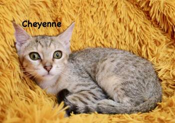 Cheyenne -  Abyssinian Cat for Adoption in St. Augustine, Florida - Cheyenne | PetCurious