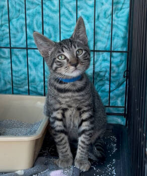 Rescue Tabby Cats for Adoption in Gardena, California - Chris | PetCurious