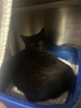 Jack -  Domestic Medium Hair and Domestic Short Hair Cat for Adoption in Montreal, Quebec - Jack | PetCurious
