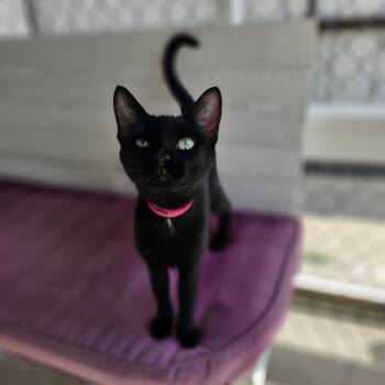 Rescue Domestic Short Hair Cats for Adoption in Laredo, Texas - Sombra | PetCurious