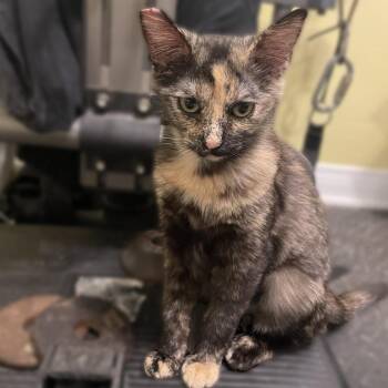 Domestic Short Hair Cats Available for Adoption in Los Angeles, California - Beautiful | PetCurious