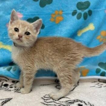 Nebraska -  Domestic Short Hair Cat for Adoption in Long Beach, California - Nebraska | PetCurious
