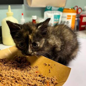 Princess (edk_1) -  Domestic Short Hair Cat for Adoption in Edwardsville, Illinois - Princess (edk_1) | PetCurious