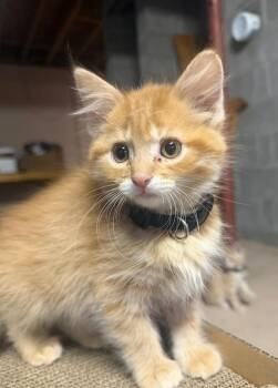Reggie -  Domestic Short Hair Cat for Adoption in Grand Rapids, Minnesota - Reggie | PetCurious