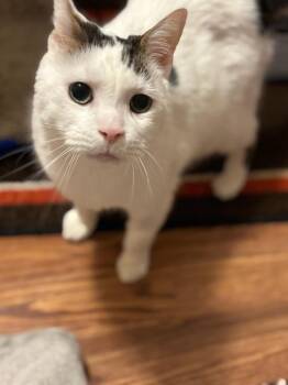 Rescue Domestic Short Hair and Turkish Van Cats for Adoption in Hartville, Ohio - PJ | PetCurious