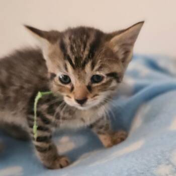 Domestic Short Hair Cats Available for Adoption in Newport, Tennessee - Willie (Green Collar) | PetCurious