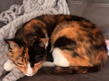 Calico Cats Available for Adoption - Chloe | PetCurious