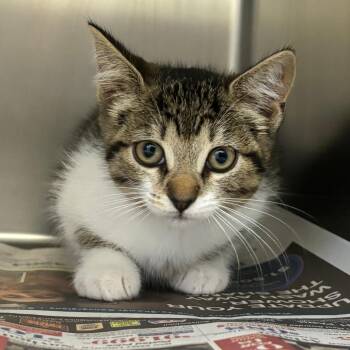 Domestic Short Hair Cats Available for Adoption in Corpus Christi, Texas - Rosa | PetCurious