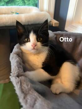 Otto (F) & Axel (M) -  Domestic Short Hair Cat Available for Adoption in Chicopee, Massachusetts - Otto (F) & Axel (M) | PetCurious