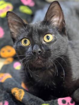 Rescue Domestic Short Hair Cats for Adoption in Woodstock, Illinois - Poppy | PetCurious