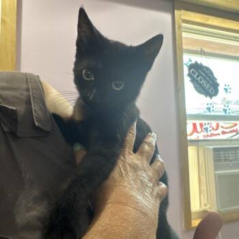 Phantom -  Domestic Short Hair Cat for Adoption in West Plains, Missouri - Phantom | PetCurious