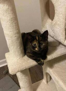 Domestic Short Hair Cats Available for Adoption in Statesboro, Georgia - Taquito | PetCurious