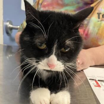 Nina -  Domestic Short Hair Cat for Adoption in Dekalb, Illinois - Nina | PetCurious
