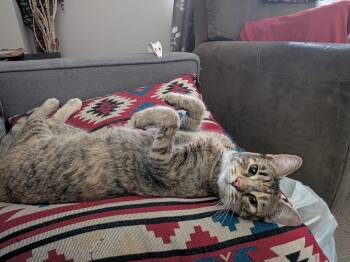 Joni -  Torbie Cat Available for Adoption in Hamilton, Ontario - Joni | PetCurious