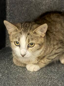 D-337-26 -  Domestic Short Hair Cat for Adoption in Henderson, North Carolina - D-337-26 | PetCurious