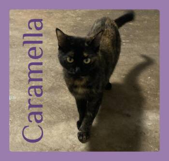 CARAMELLA -  Tortoiseshell Cat for Adoption in Lawton, Oklahoma - CARAMELLA | PetCurious