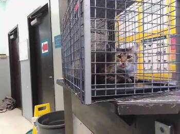 Domestic Short Hair Cats Available for Adoption - DARWINA | PetCurious