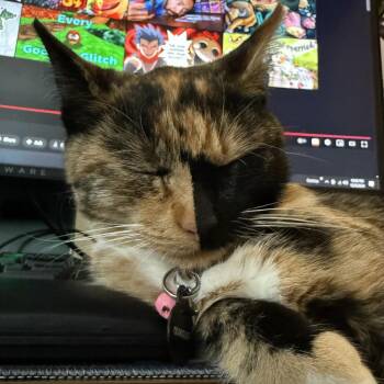 Sabrina -  Domestic Short Hair Cat for Adoption in Huntsville, Alabama - Sabrina | PetCurious