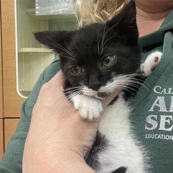 Ellipse -  Domestic Short Hair Cat for Adoption in Prince Frederick, Maryland - Ellipse | PetCurious