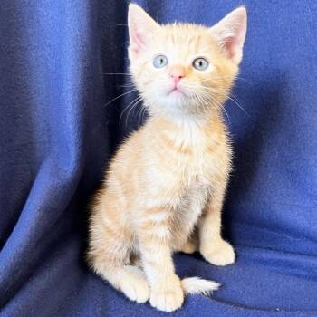 Hamlin -  Domestic Short Hair Cat for Adoption in Mt. Juliet, Tennessee - Hamlin | PetCurious