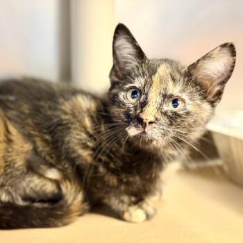 Kayda -  Domestic Short Hair Cat for Adoption in Stafford Township, New Jersey - Kayda | PetCurious