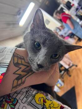 Waylon -  Domestic Short Hair Cat for Adoption in Greensburg, Indiana - Waylon | PetCurious