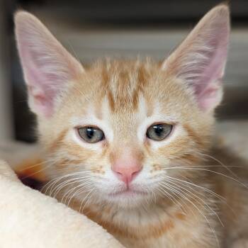 Claymore -  Domestic Short Hair Cat for Adoption in Jefferson, Wisconsin - Claymore | PetCurious