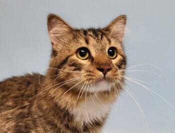 Cinnamon -  Domestic Medium Hair and Domestic Short Hair Cat for Adoption in Golden Valley, Minnesota - Cinnamon | PetCurious