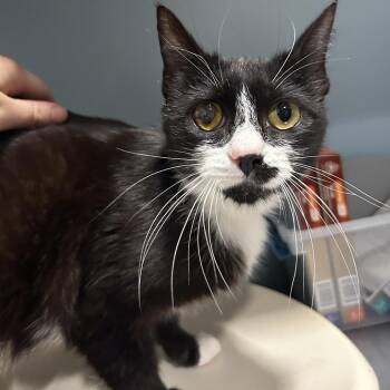 Cranberry -  Domestic Short Hair Cat Available for Adoption in Chattanooga, Tennessee - Cranberry | PetCurious