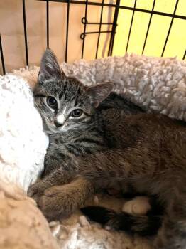 Nilsa -  Tabby Cat for Adoption in Jurupa Valley, California - Nilsa | PetCurious