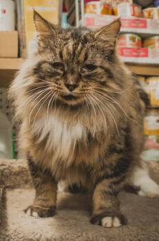 Maine Coon Cats Available for Adoption in Herndon, Virginia - Taylor | PetCurious