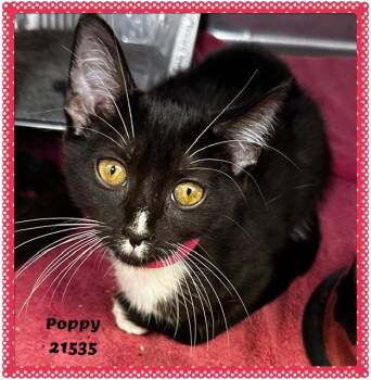 POPPY -  Domestic Short Hair and Tuxedo Cat for Adoption in Marietta, Georgia - POPPY | PetCurious